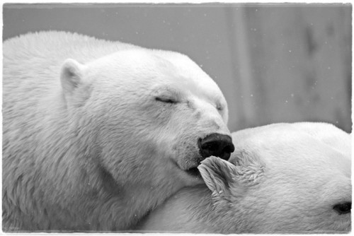 polar-bear-196318_960_720.jpg